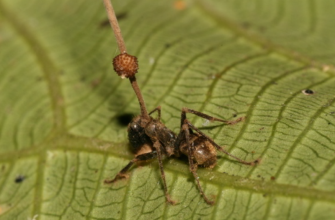 Ophiocordyceps unilateralis
