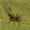 Ophiocordyceps unilateralis