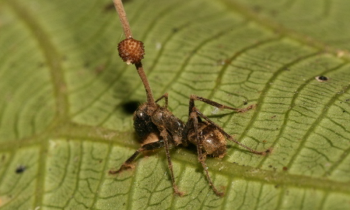 Ophiocordyceps unilateralis