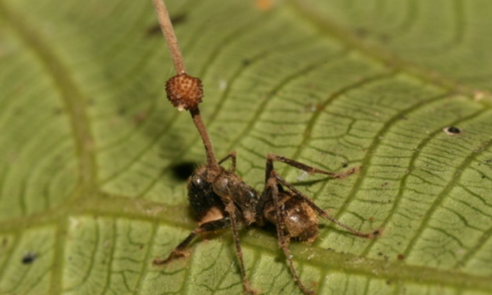 Ophiocordyceps unilateralis