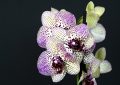 Orchidej
