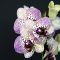 Orchidej