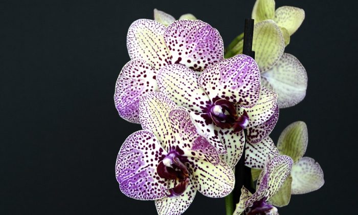 Orchidej