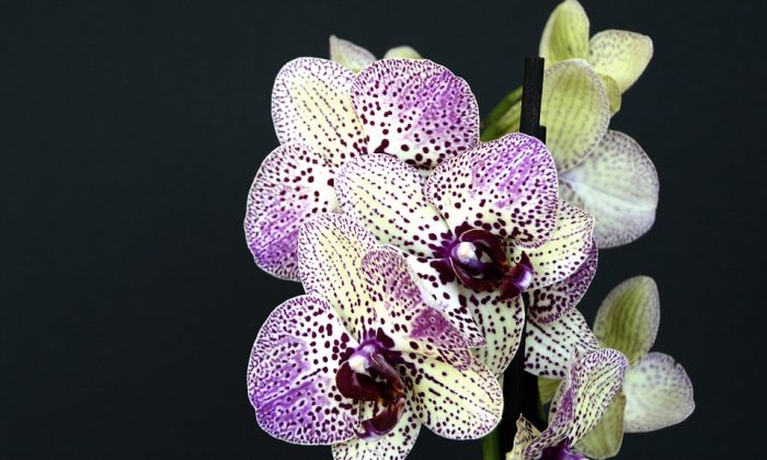 Orchidej