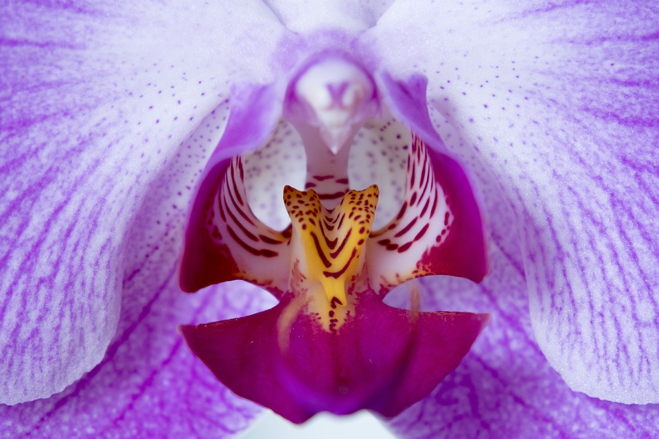 Orchidej Na co dát pozor při nákupu orchideje