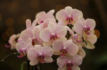 Orchideje