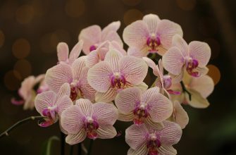Orchideje