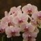 Orchideje