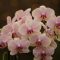 Orchideje