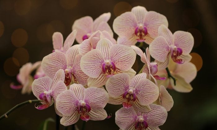 Orchideje