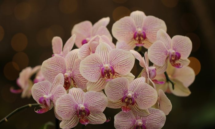 Orchideje