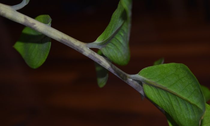 zamioculcas