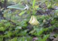 Kamčatská borůvka v květu