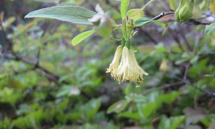 Kamčatská borůvka v květu