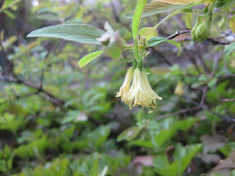 Kamčatská borůvka v květu