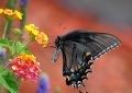 lantana