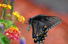 lantana