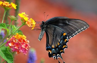 lantana