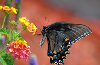 lantana