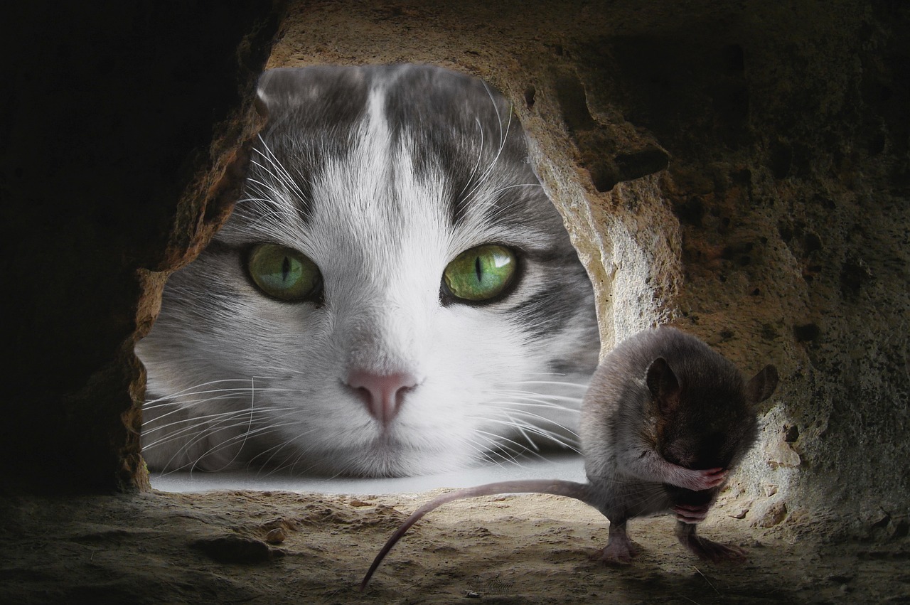 Kočka a myš 