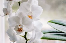 Orchidej