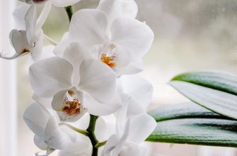 Orchidej