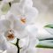 Orchidej