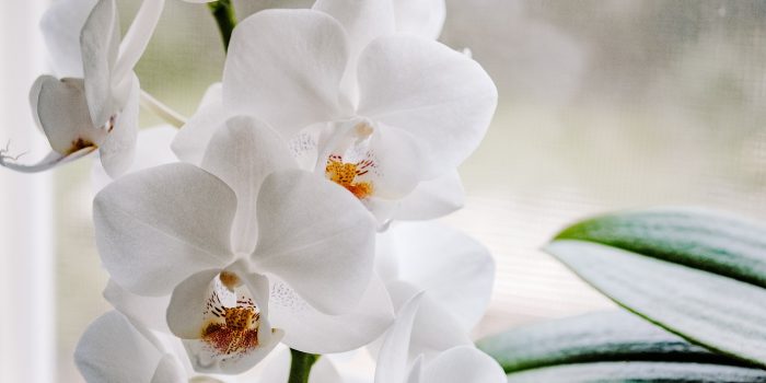 Orchidej
