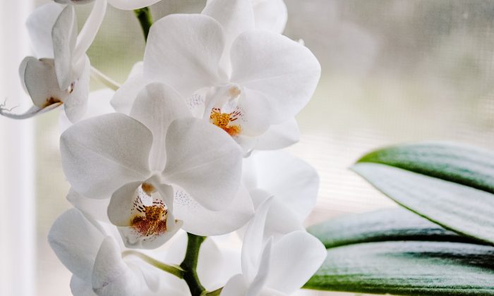 Orchidej