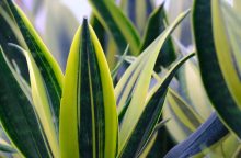 sansevieria