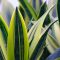 sansevieria