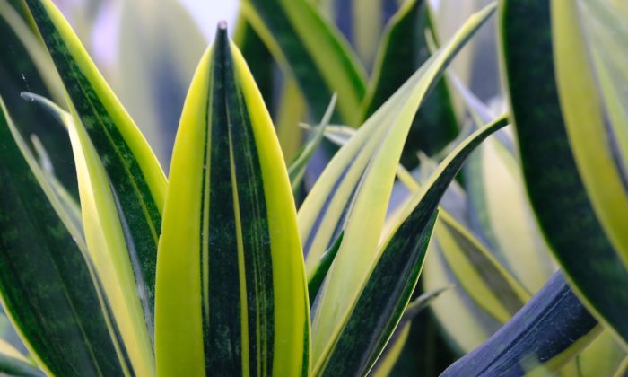 sansevieria