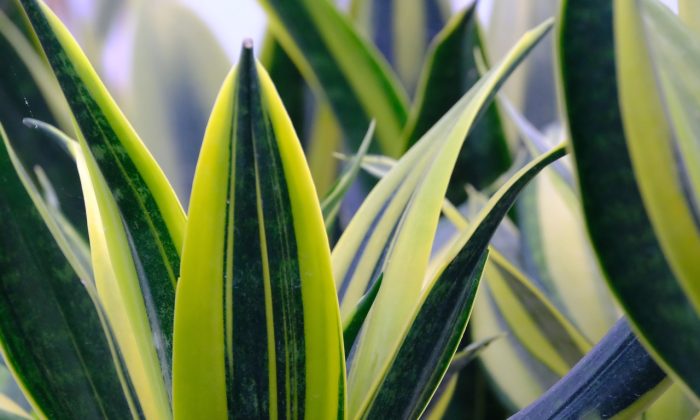 sansevieria