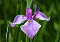 Cattleya