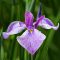Cattleya