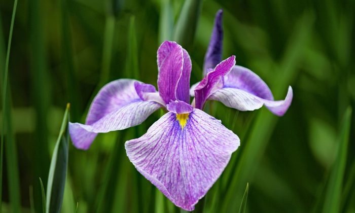 Cattleya