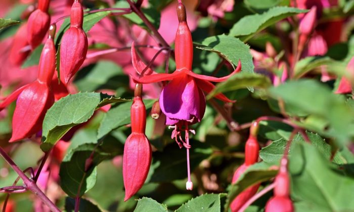 Fuchsie