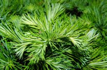 trpasličí jehličnany, mrazuvzdornost, kyselý substrát, pomalý růst, pěstování v nádobách