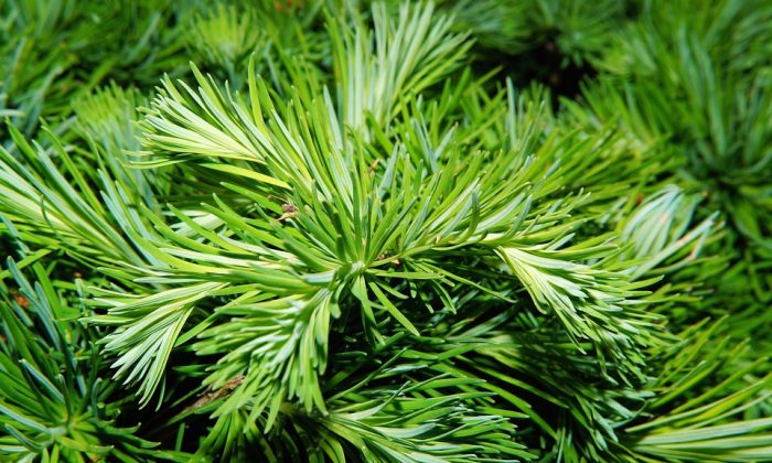 trpasličí jehličnany, mrazuvzdornost, kyselý substrát, pomalý růst, pěstování v nádobách