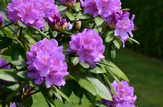 rododendrony