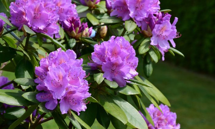 rododendrony