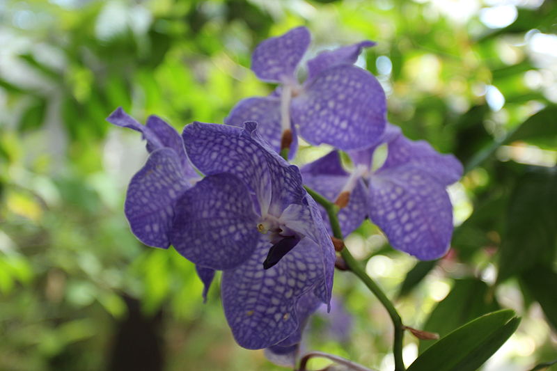 Vanda_coerulea