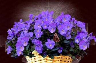 viola