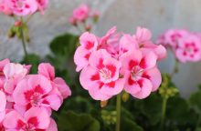 Muškáty, kvetení, léto, balkonové rostliny, hnojivo Vitamín B, muškáty, jak hnojit muškáty, muškáty zimování, balkonovka