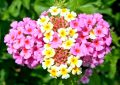 Lantana