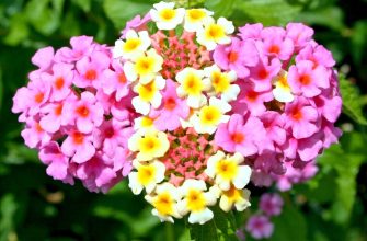 Lantana