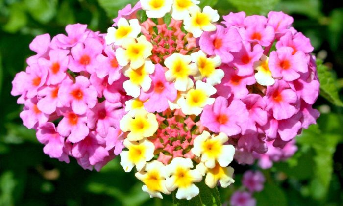 Lantana