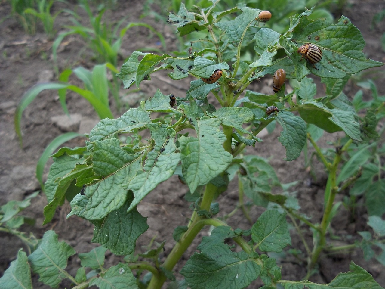 Brambory napadené mandelinkami