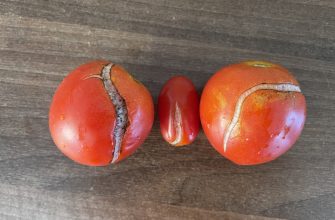 Popraskaná rajčata