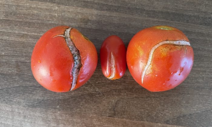 Popraskaná rajčata